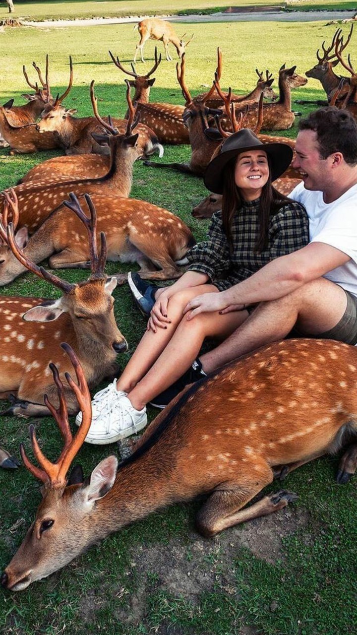 deers... and nice ?...