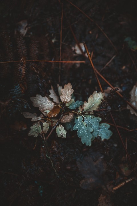 Dew on Leaf