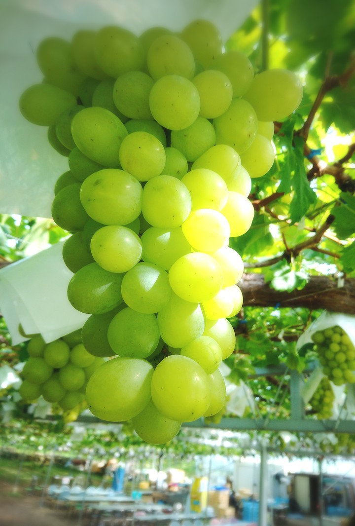 Grapes   ロザリオビヤンコ
