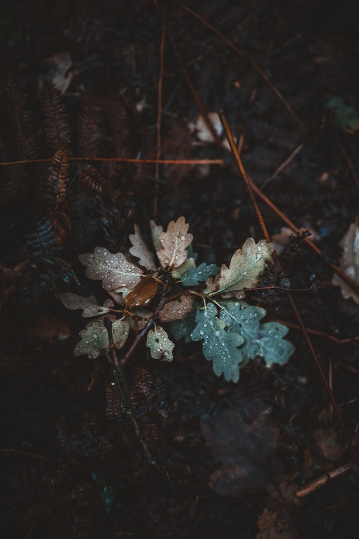 Dew on Leaf