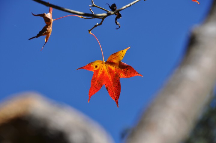 Autumn scenery