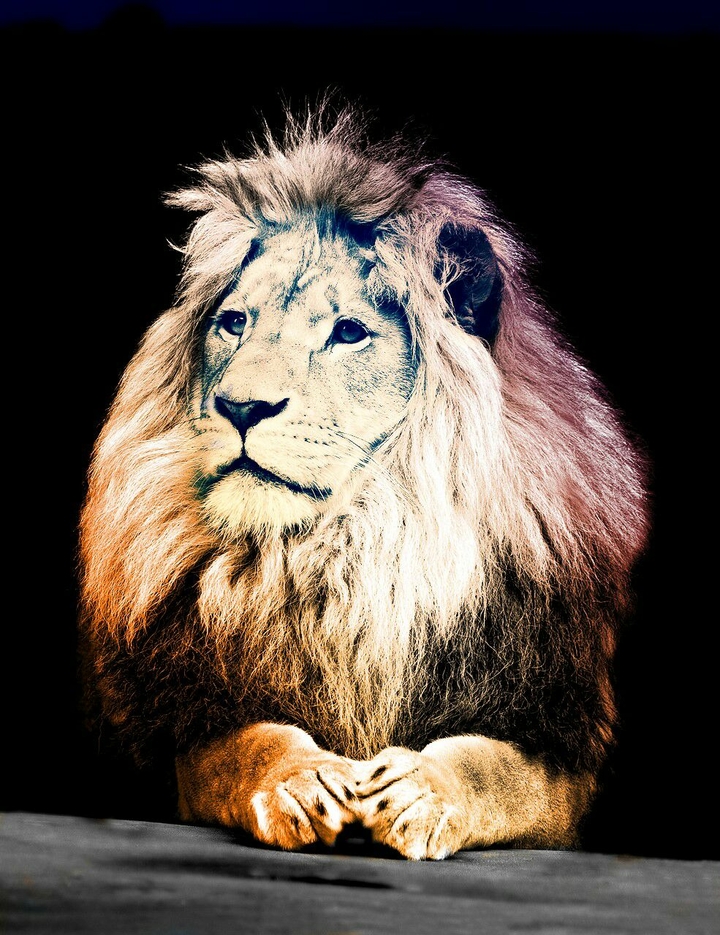 recreate lion