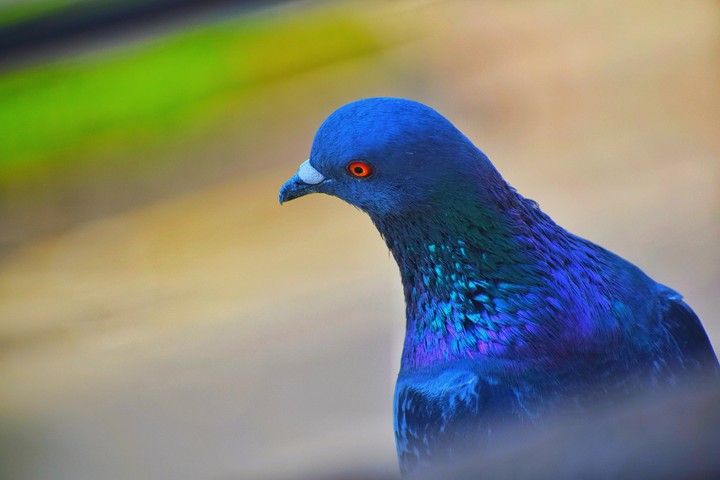 pegion