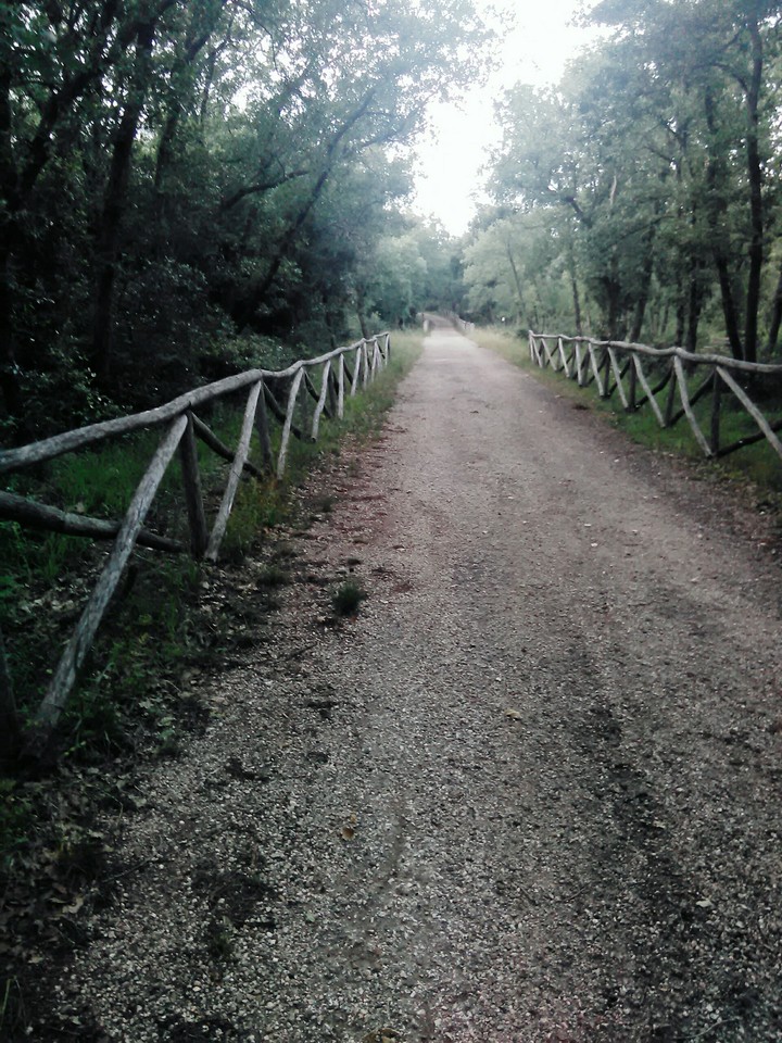 BOSCO (MOTTOLA)
