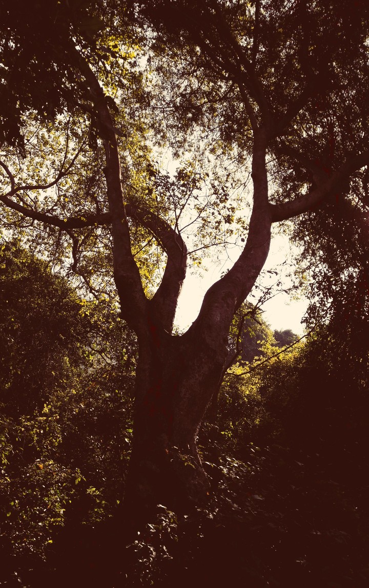 tree