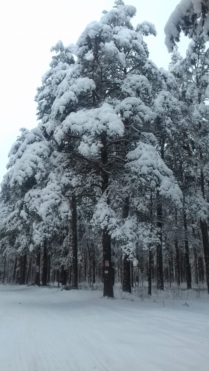 Зимний лес