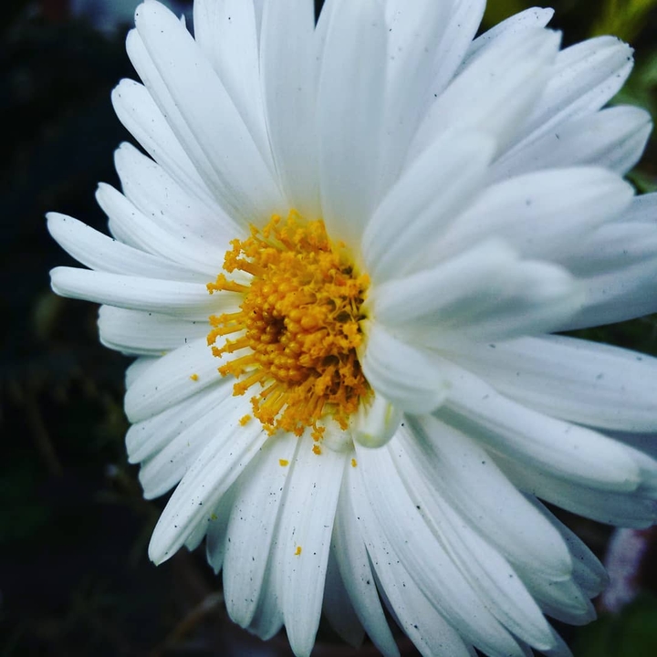 floral