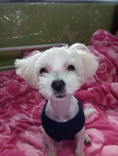 snout, dog壁紙