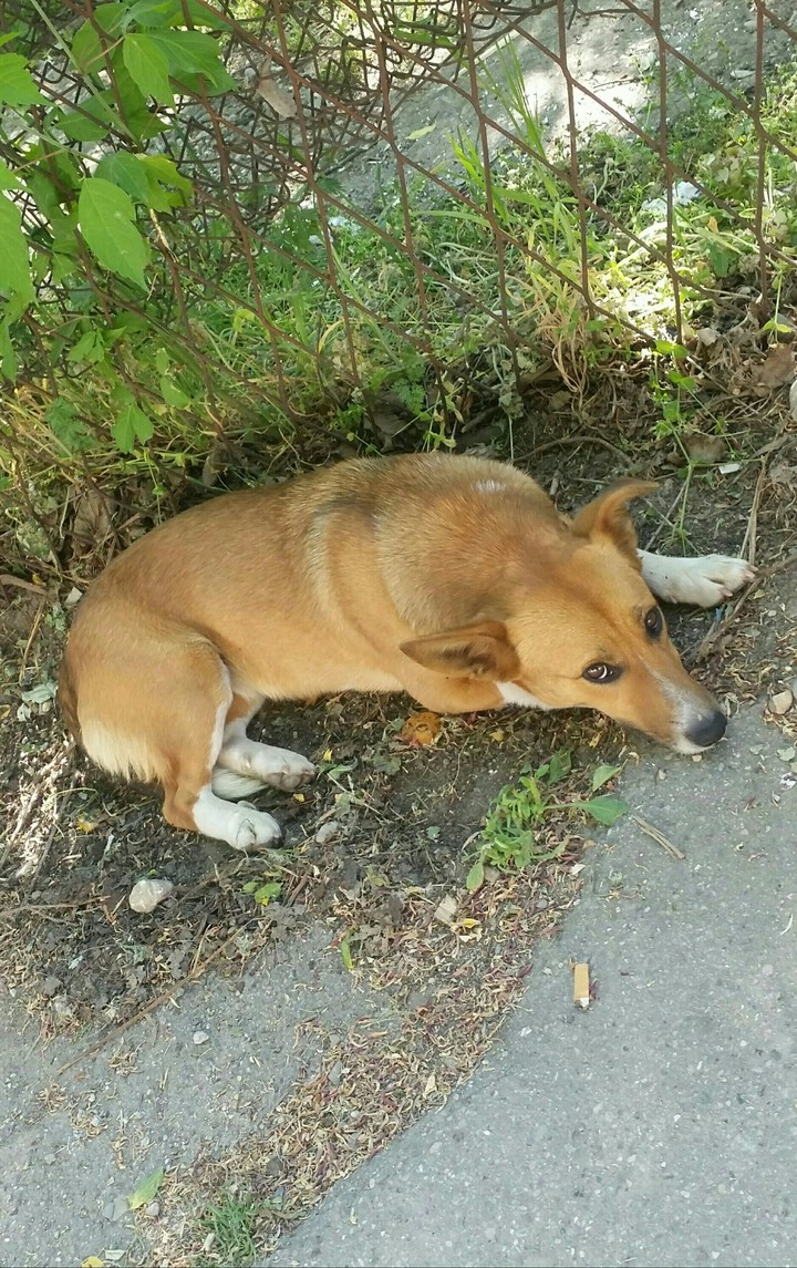 Sweet stray dog