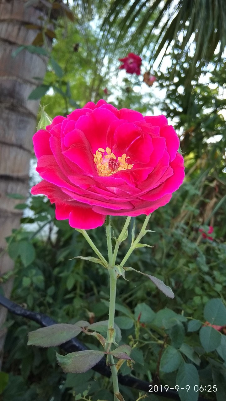 rose