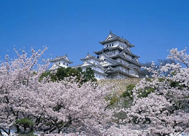 The White Heron Castle - cherry blossoms