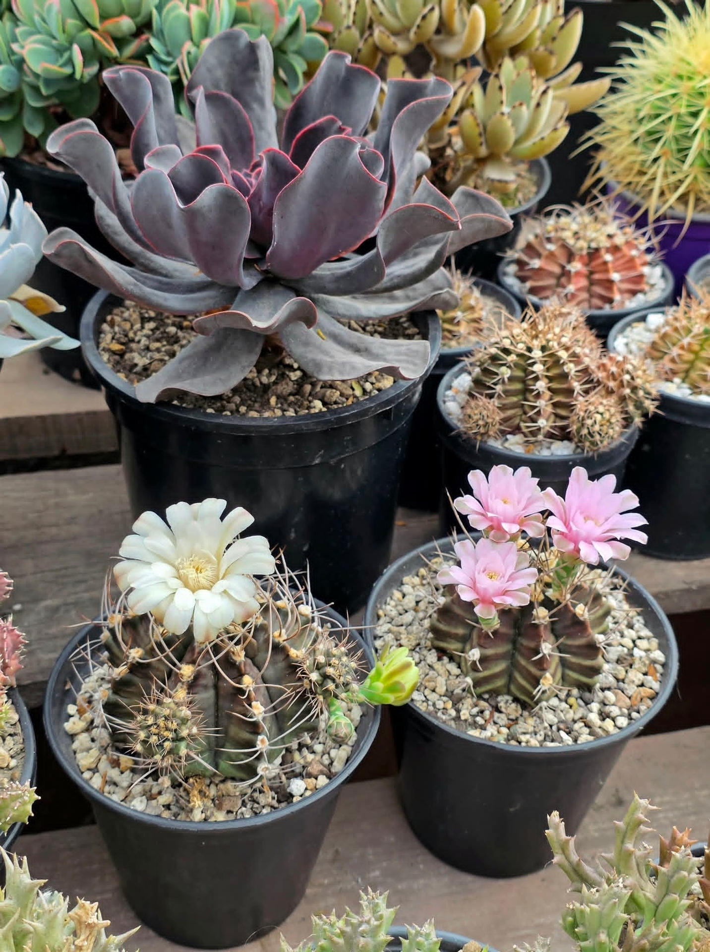 Flowerpot, Flowering_plant, Cactus