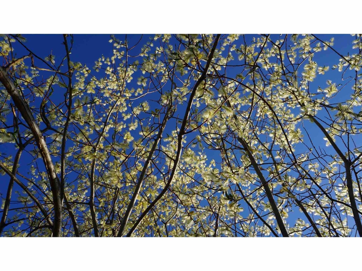 Spring tree