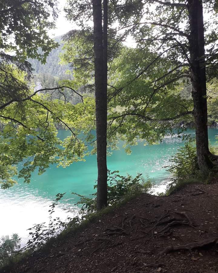 Pure water in the forest