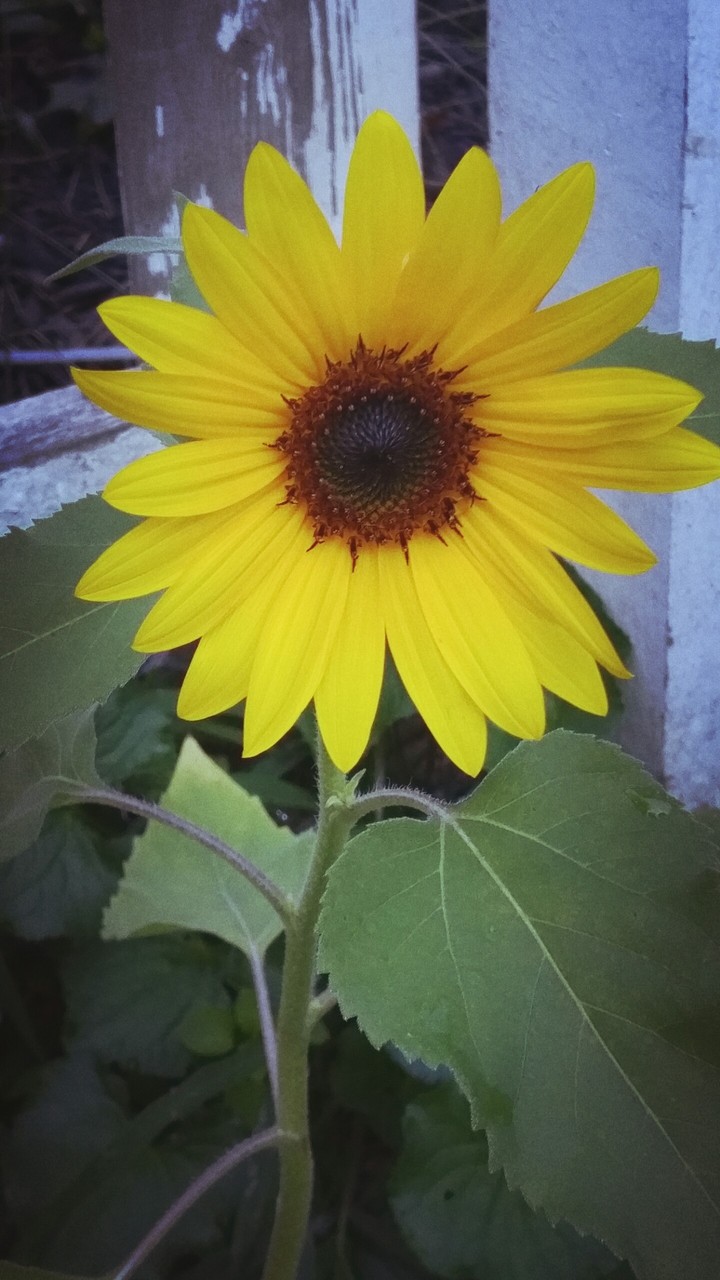 sunny sunflower