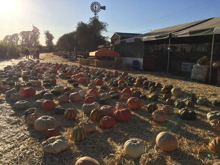 Perfect Day at pumpkin patch