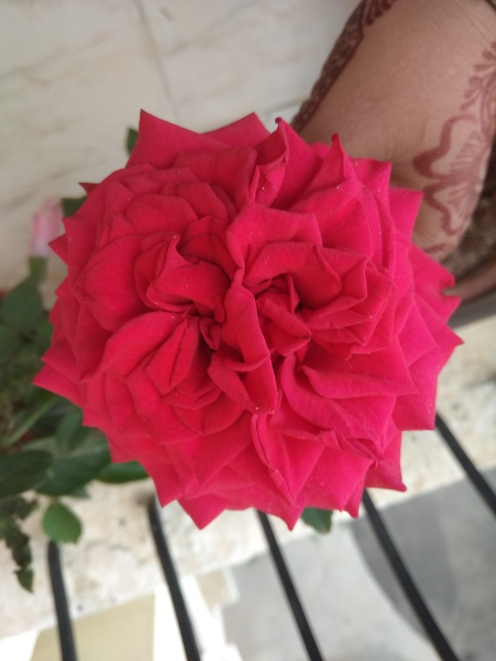 rose