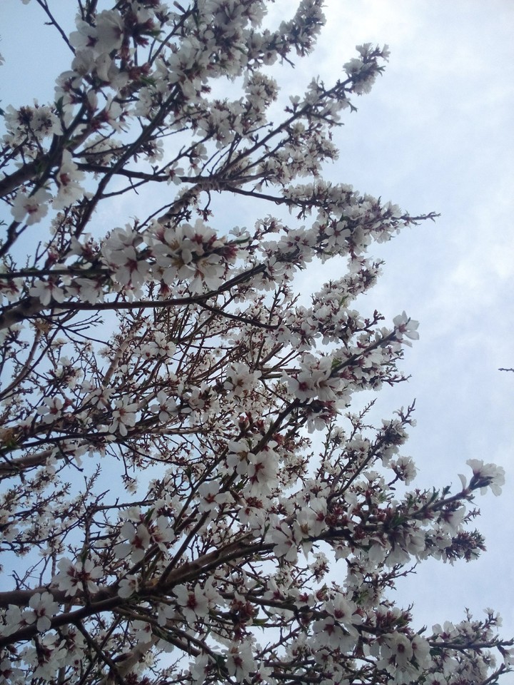 Spring blossoms