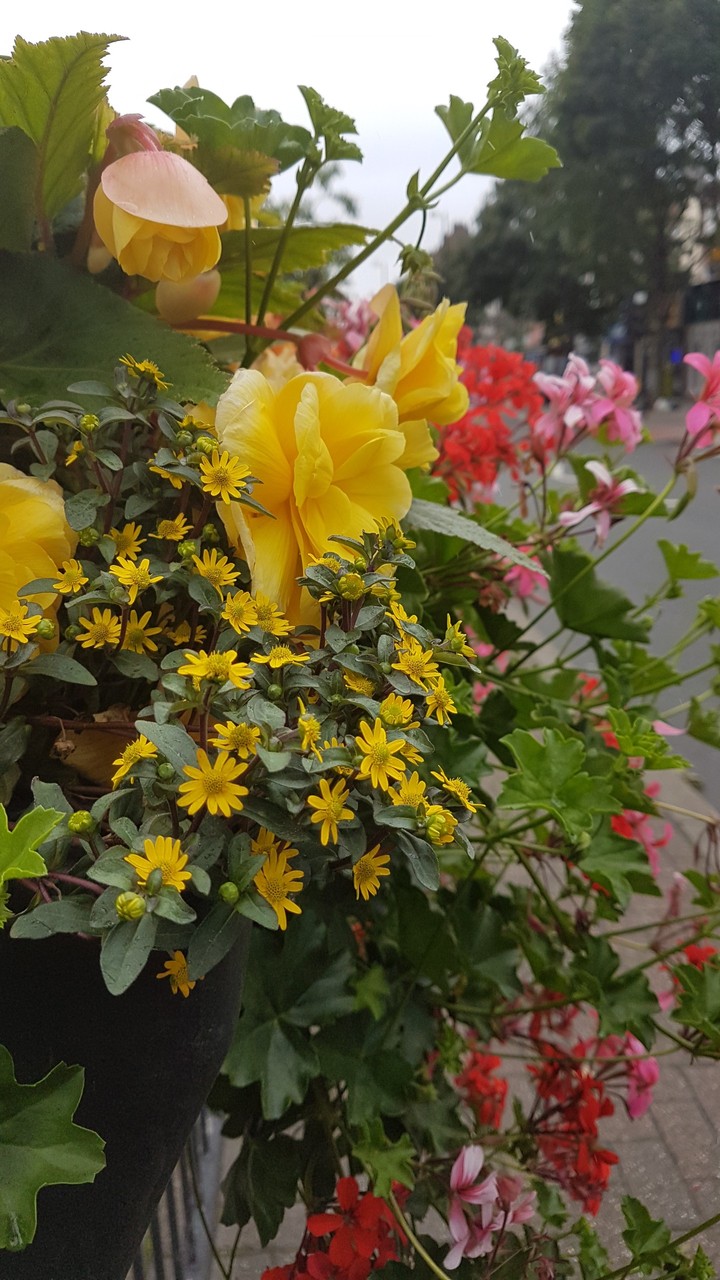 Flowers