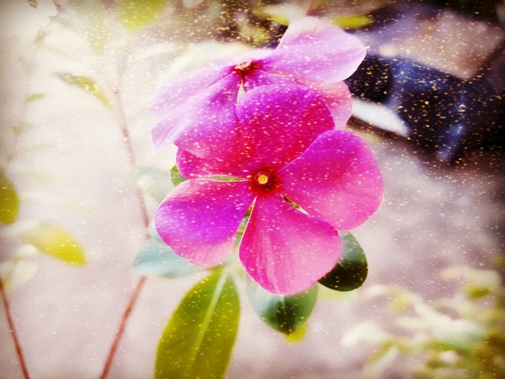 Flora 