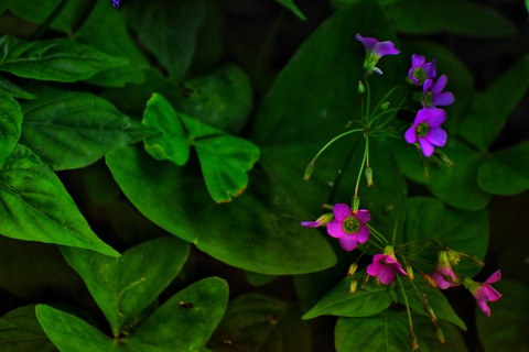 #Flower