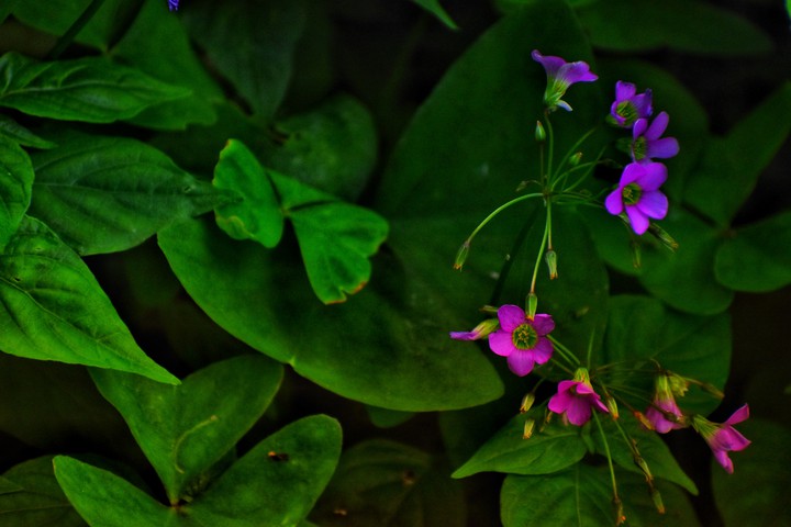 #Flower