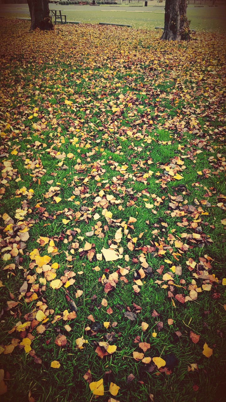 Autumn leaves