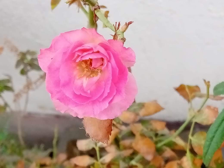 shristy Singh  (Rose)