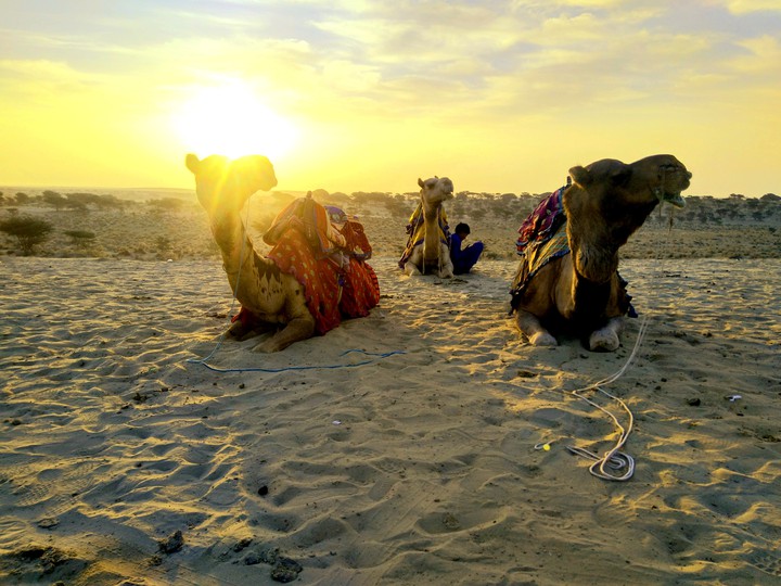 camels call