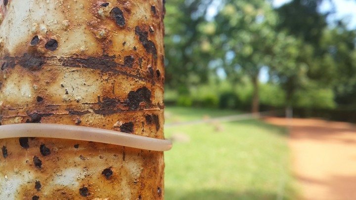 Fence