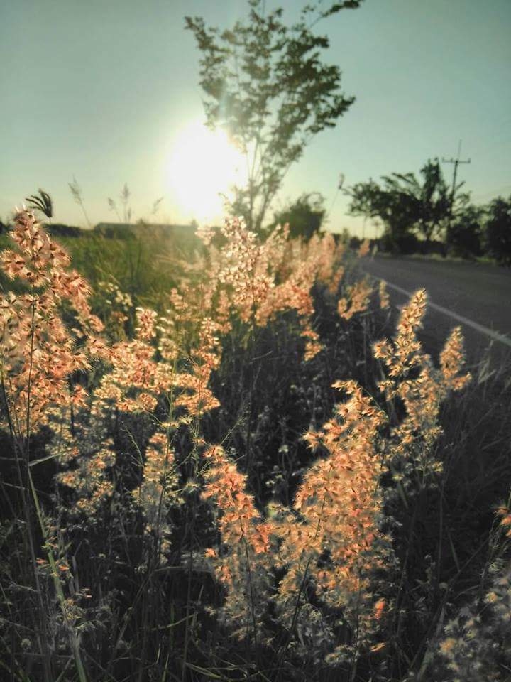 grass
