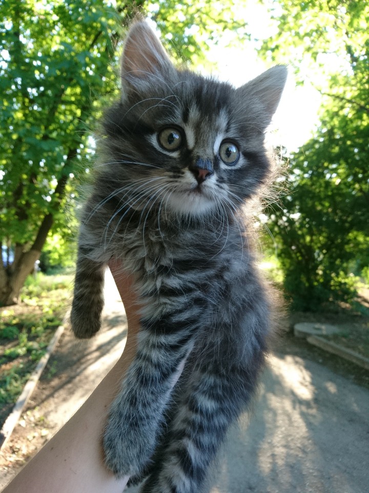 кот ?