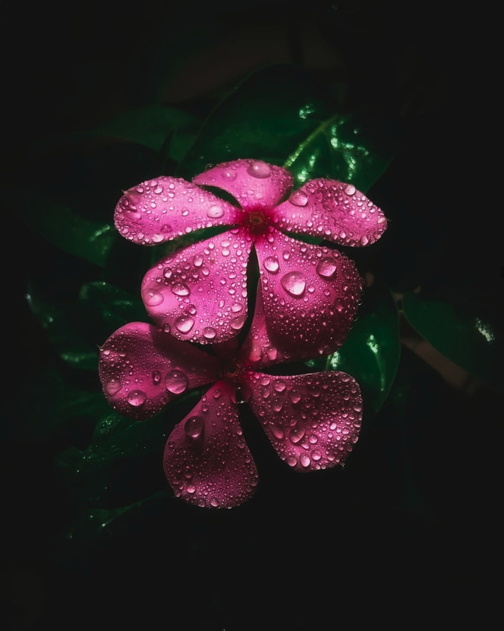droplets