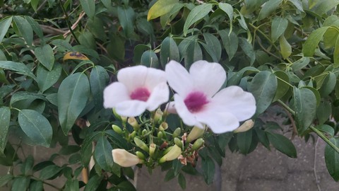 flowers
