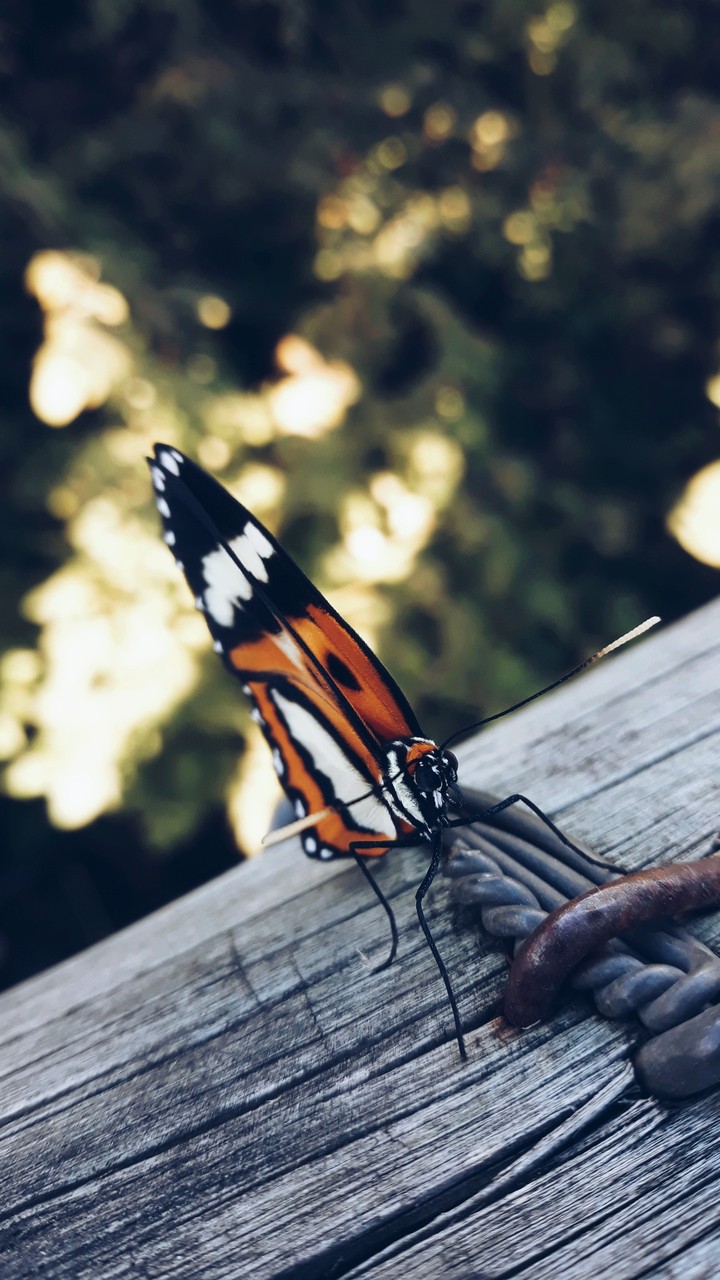 Butterfly...fly away