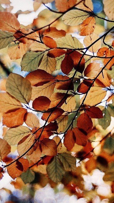 Autumn
