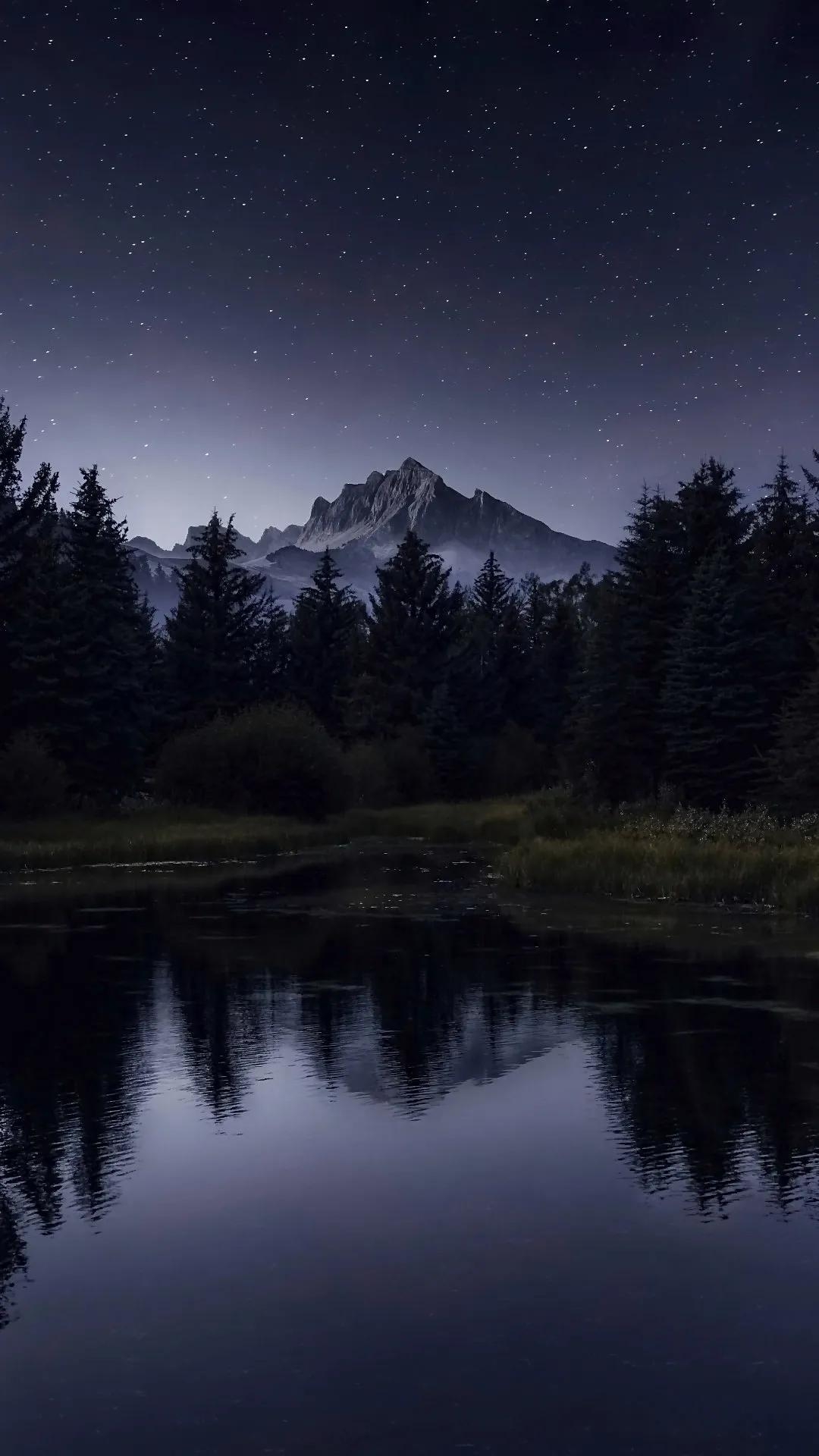 tapety night, forest