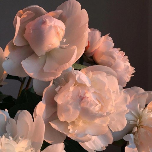 My flowers