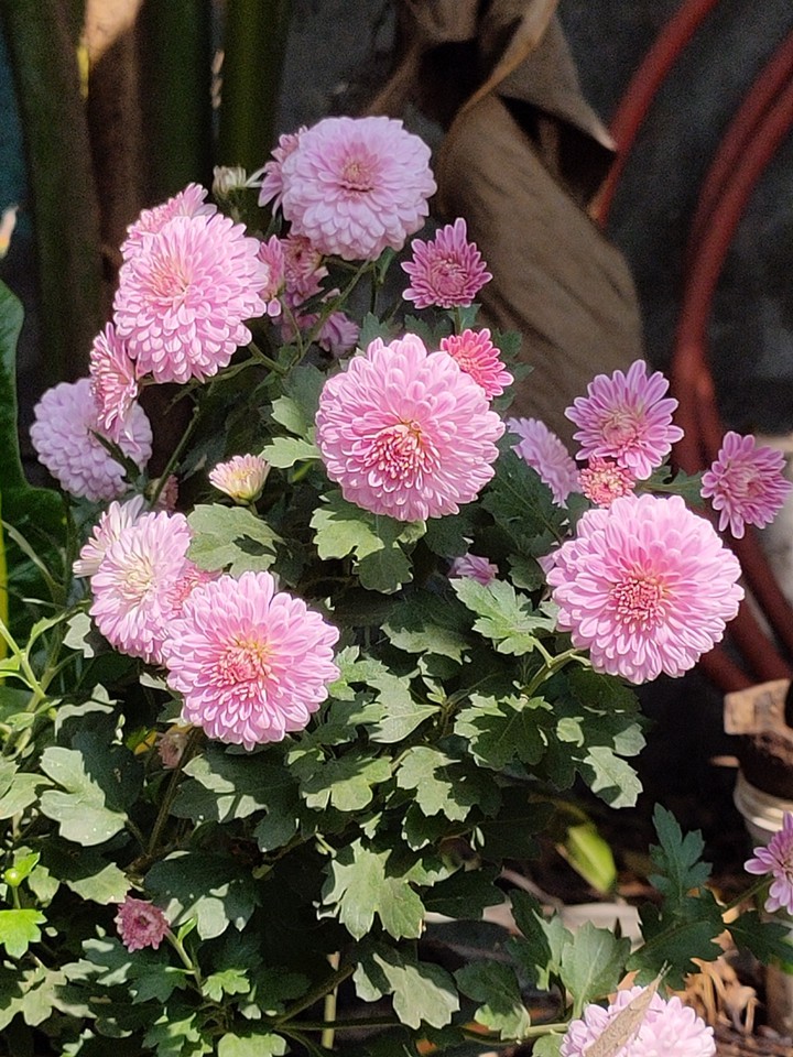 Chrysanthemums