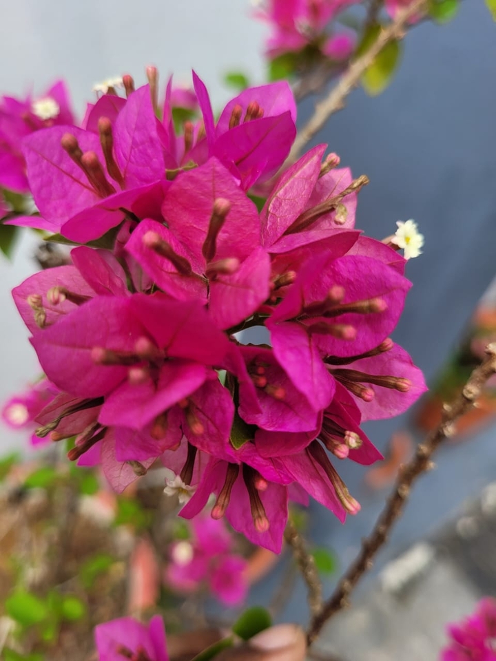 Bougainville