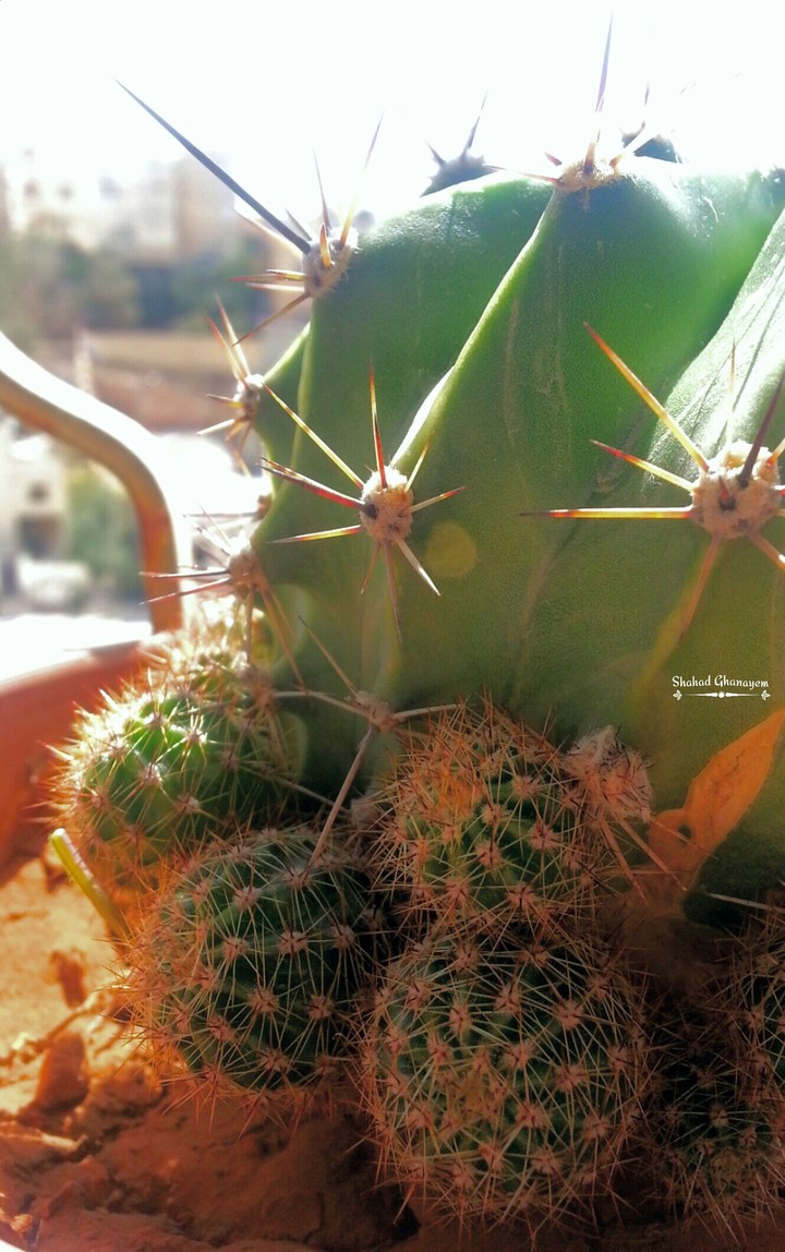 plant