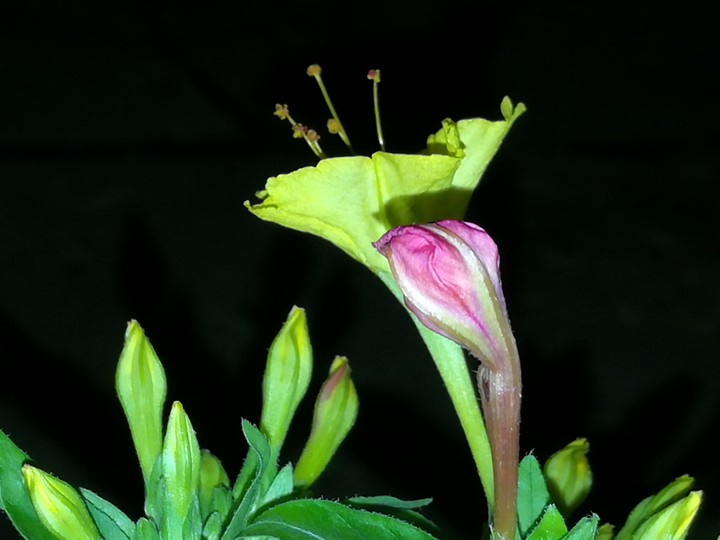 mirabilis