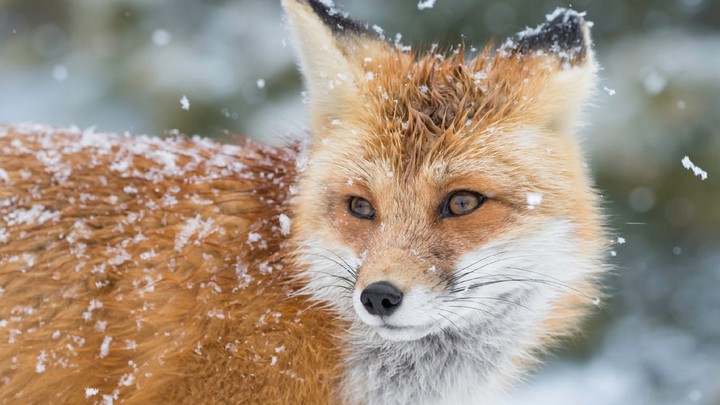 Fox