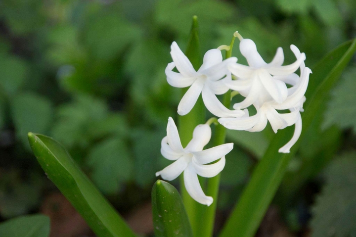 Hyacinth white