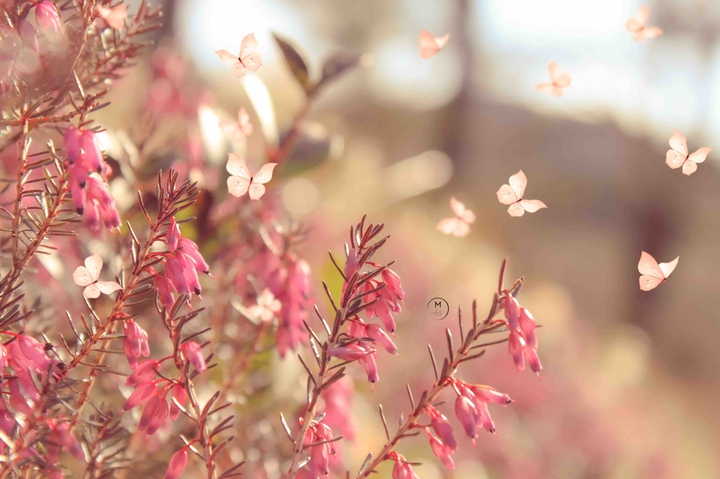 Summer Heather