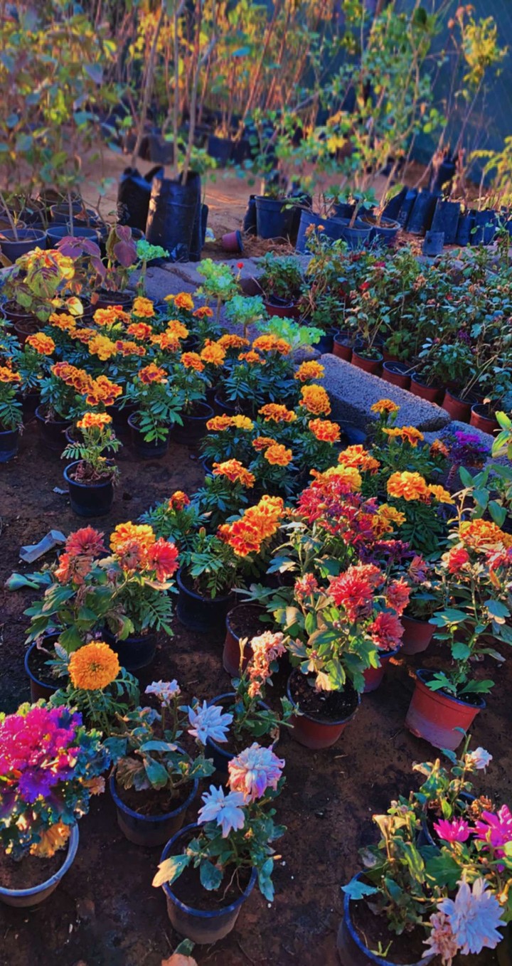 flowers