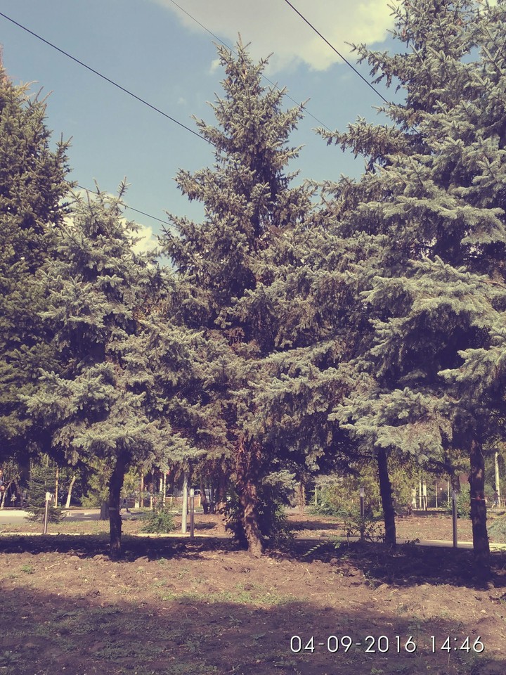 tree
