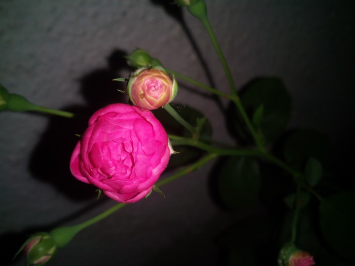 rose