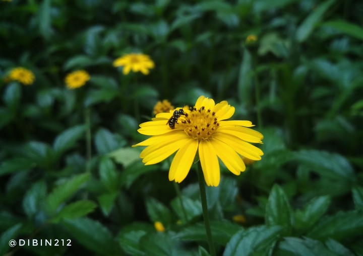 #flower #yellow #nature #beauty