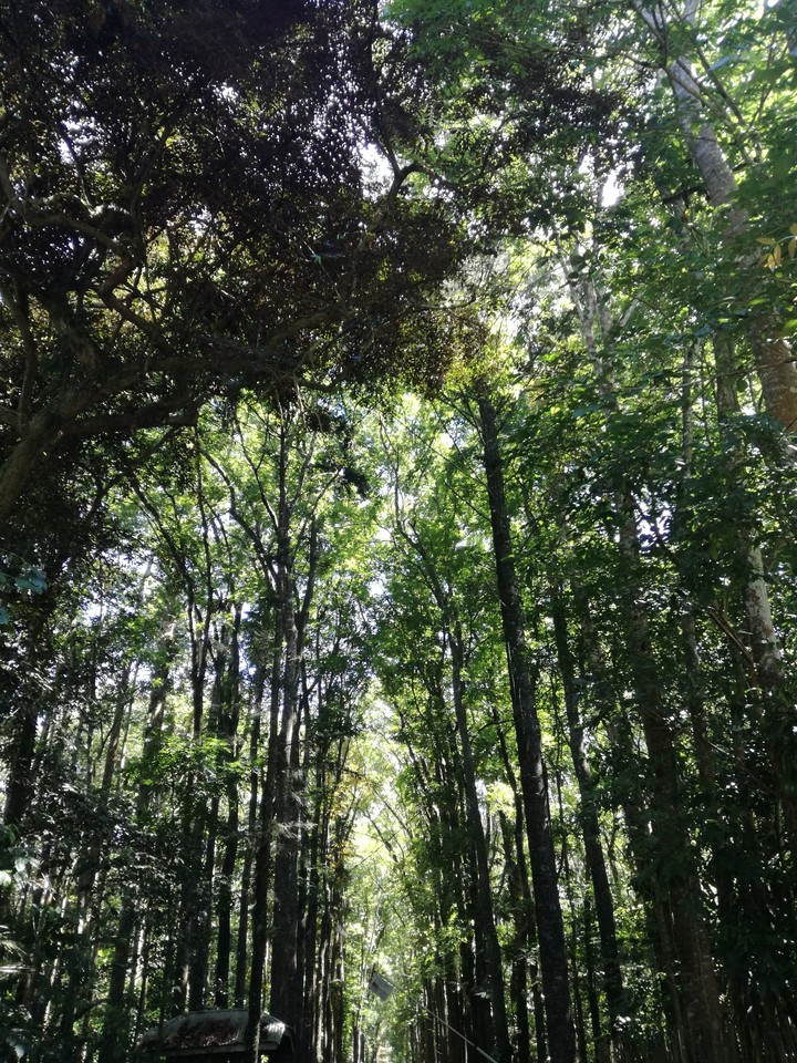 Magical forest.